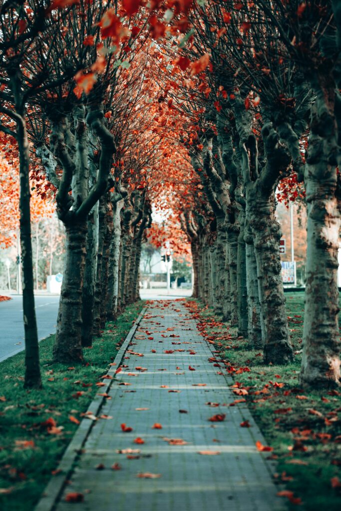 Tree-lined walkway in autumn with fallen leaves creating a picturesque scene.