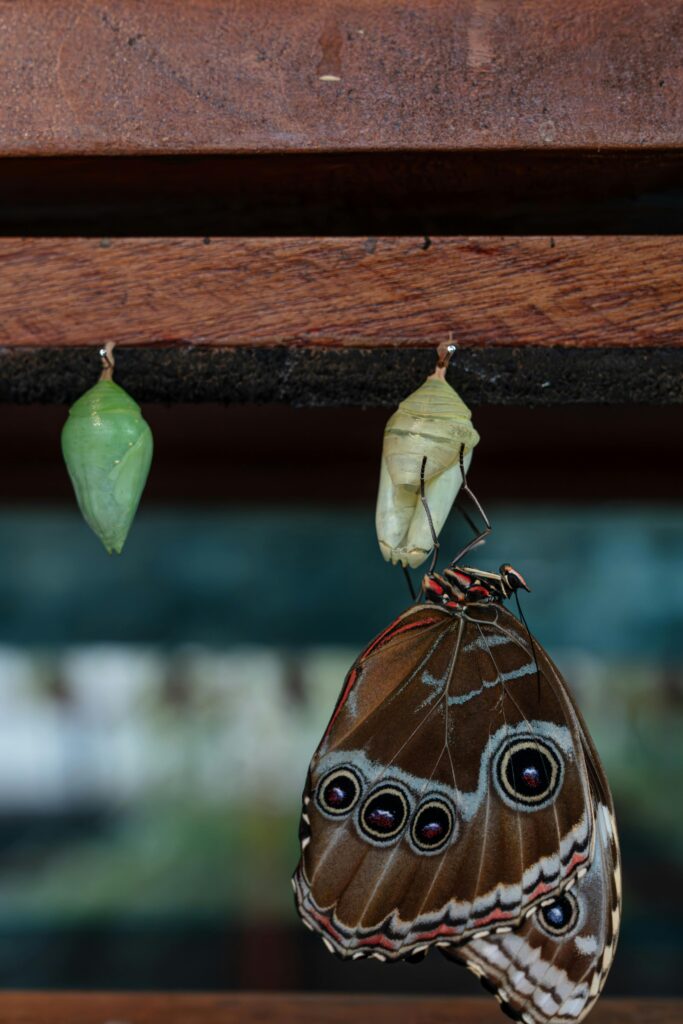 Blue Morpho butterfly emerging from chrysalis in Heredia, Costa Rica. A beautiful sight of metamorphosis.