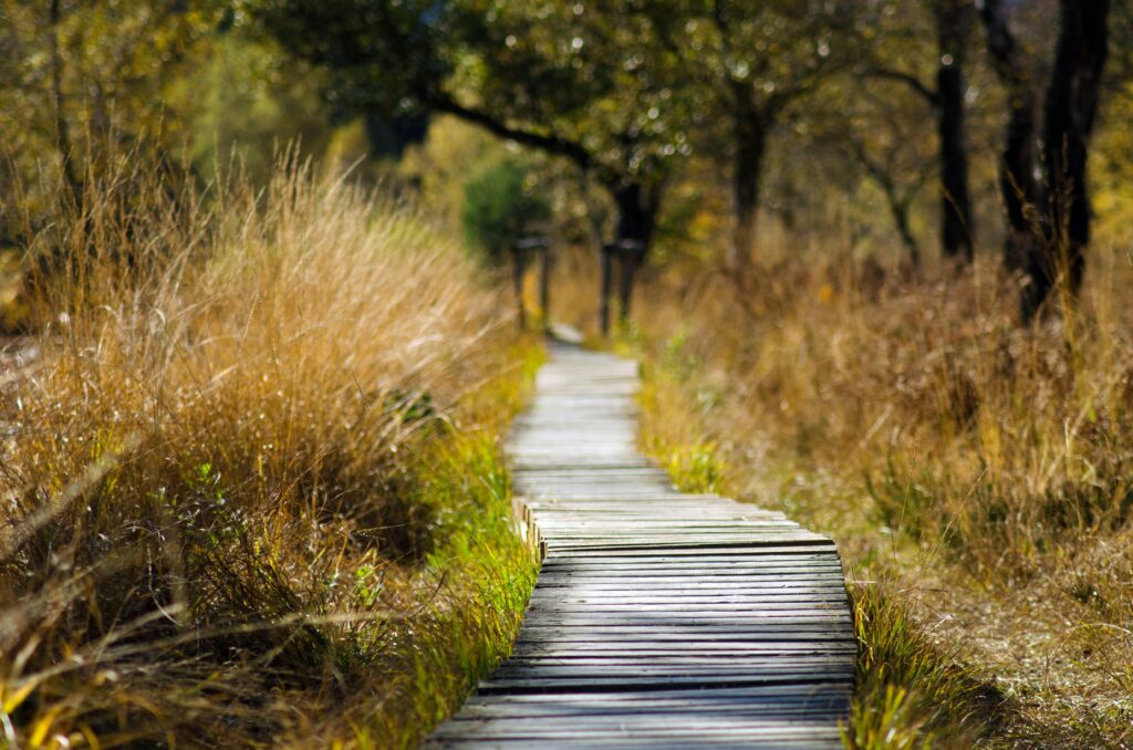 A tranquil wooden pathway meanders through a sunlit fall forest, surrounded by golden grass and trees.