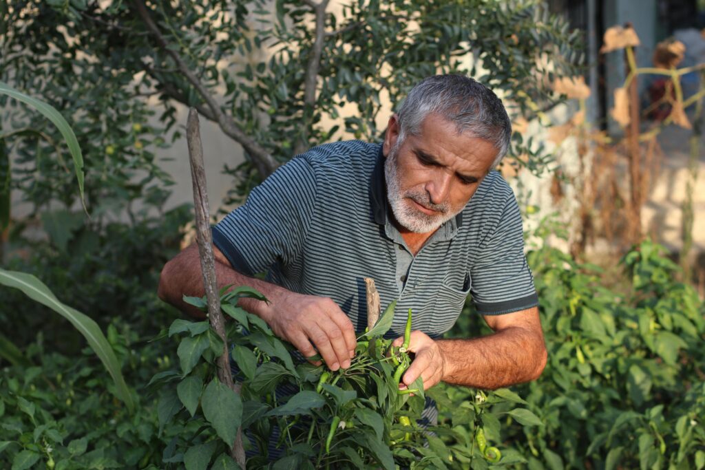 Senior man tending to pepper plants in an İstanbul garden.