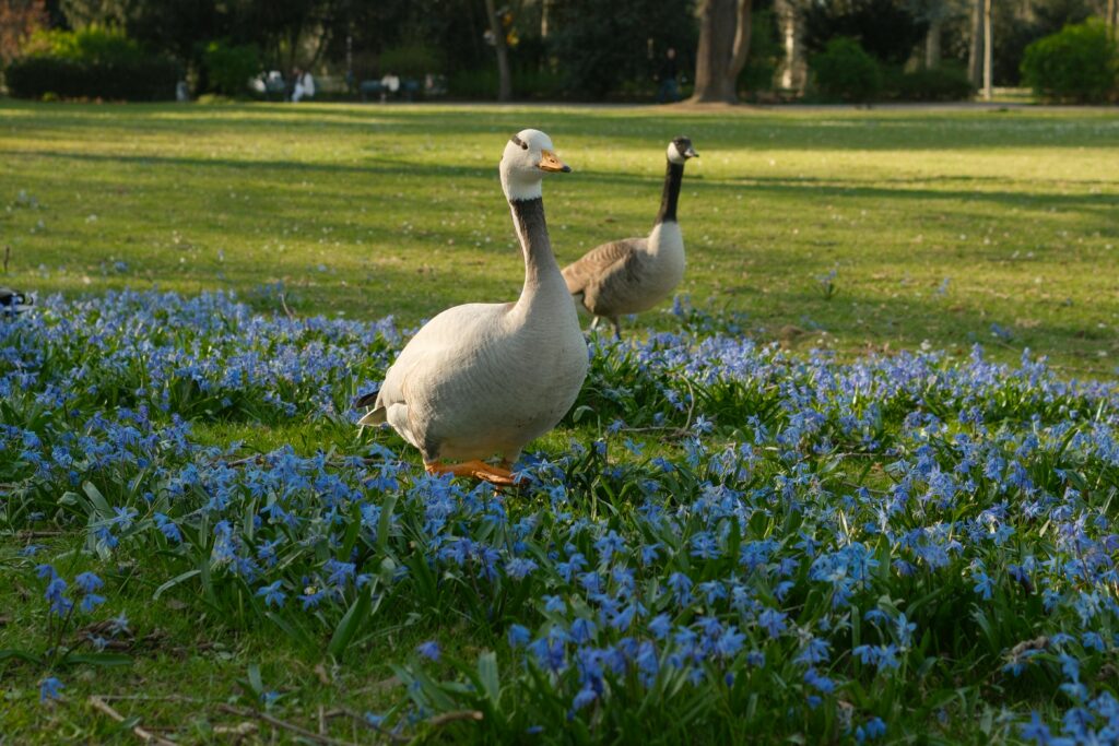 Two geese walking through a meadow covered in vibrant blue spring flowers, enjoying a sunny day outdoors.
