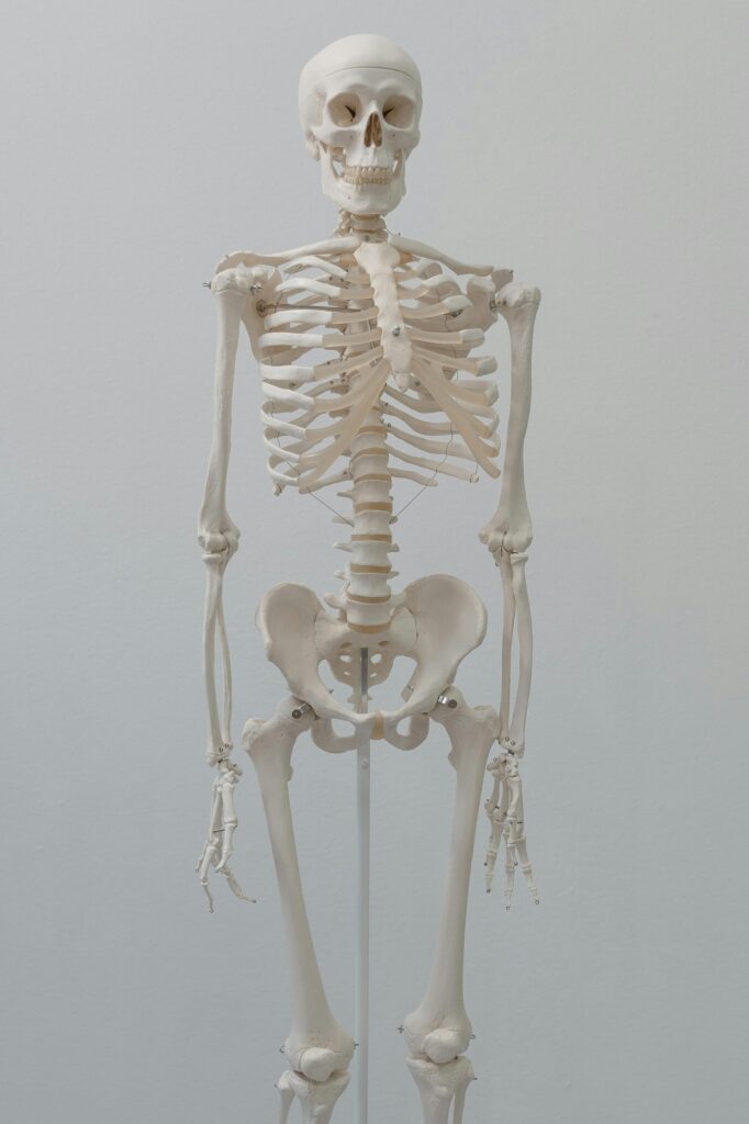 Detailed human skeleton model ideal for anatomical studies and science education.