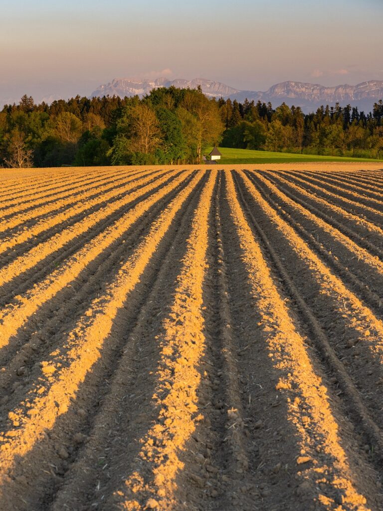 fields, ridge, potatoes, agriculture, field, potato cultivation, furrows