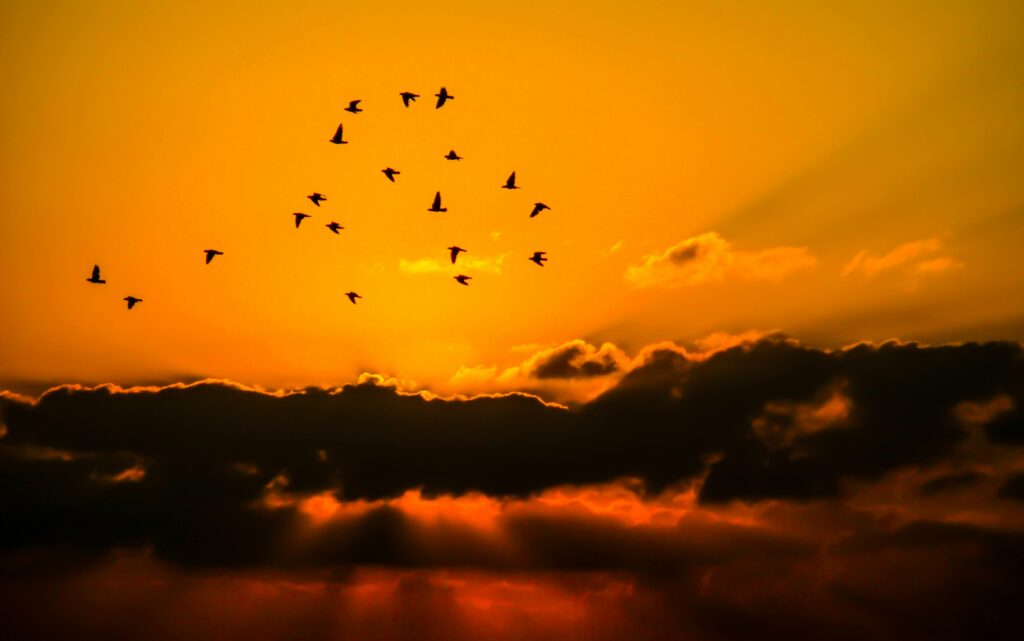 A mesmerizing sunset with a flock of birds silhouetted against the vivid sky.