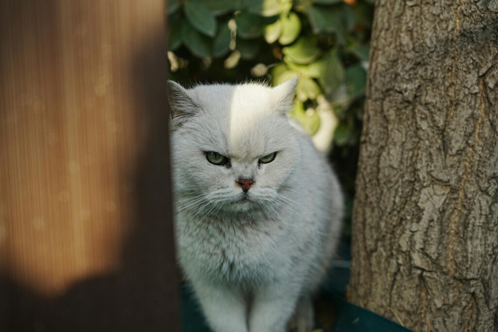 White Persian cat looking grumpy outdoors beside a tree.