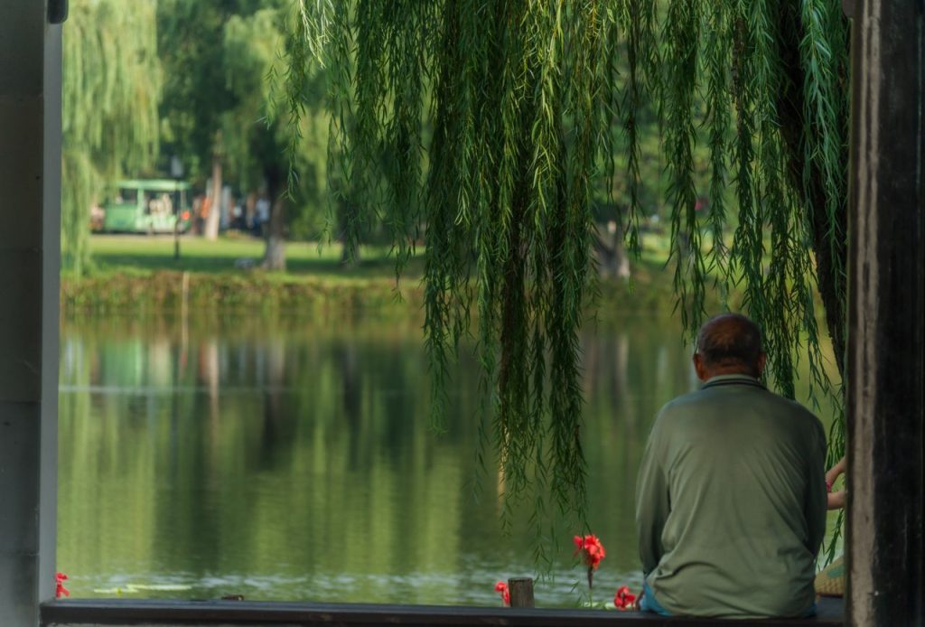 A serene view of a person sitting by a lakeside in a park with hanging willow trees.